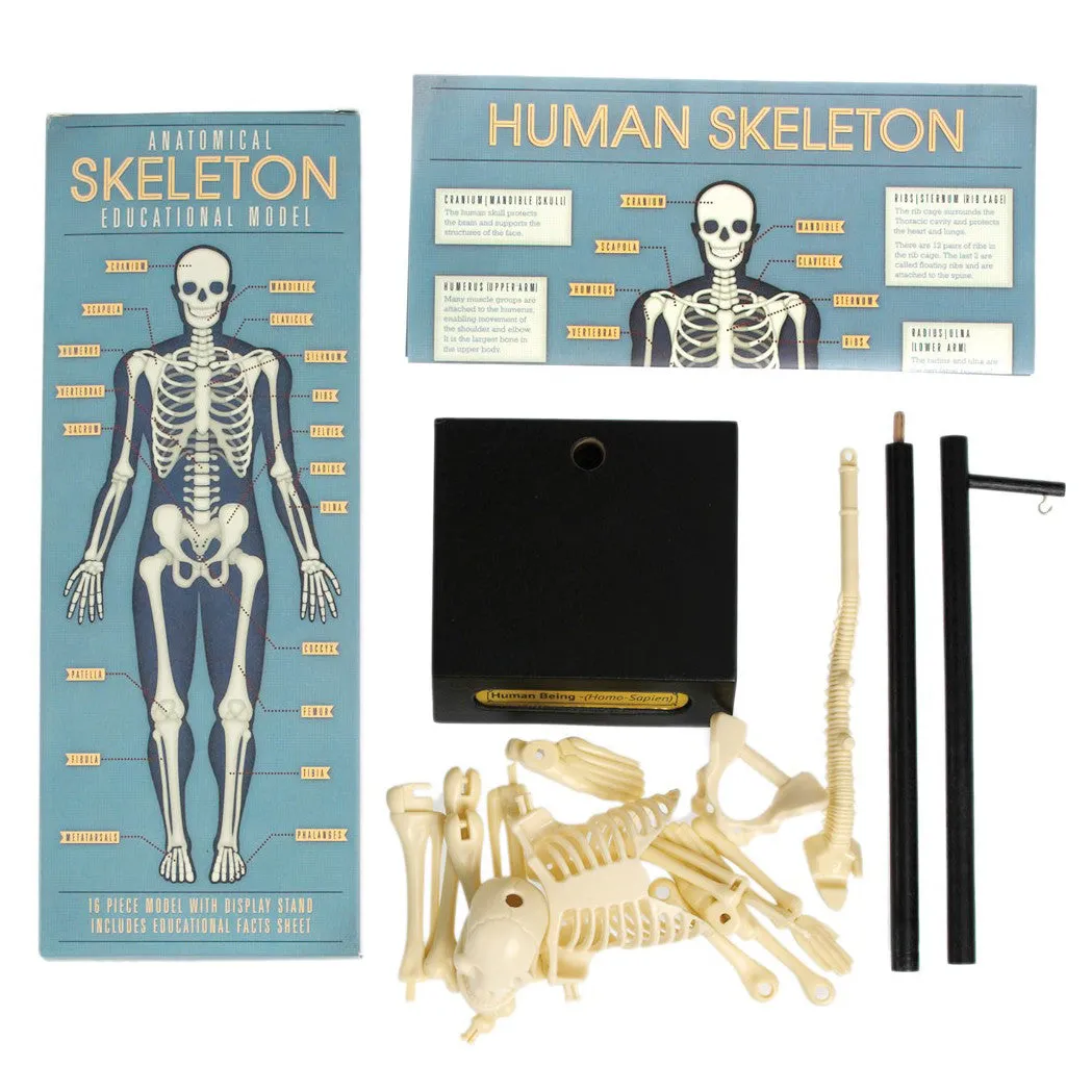 Anatomical Skeleton Educational Model