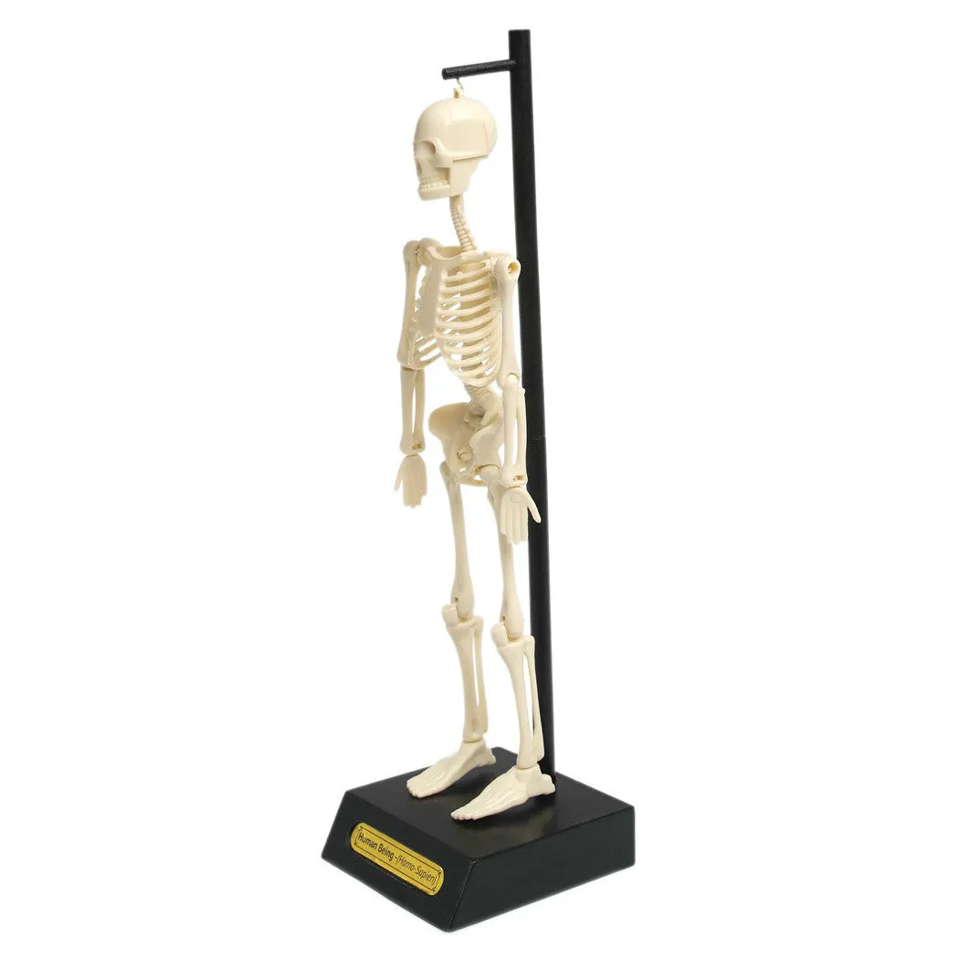 Anatomical Skeleton Educational Model