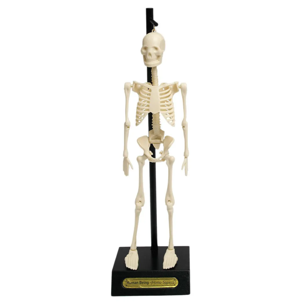 Anatomical Skeleton Educational Model