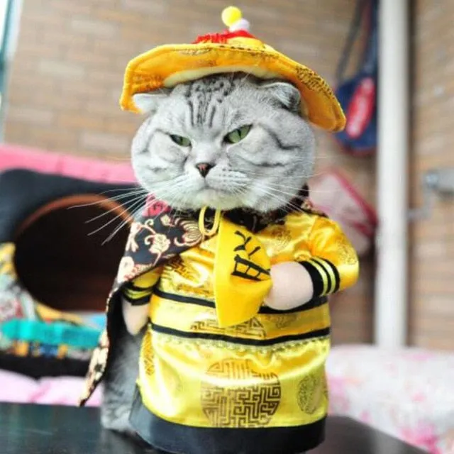 Cat Clothes Funny Halloween Dress Up Party