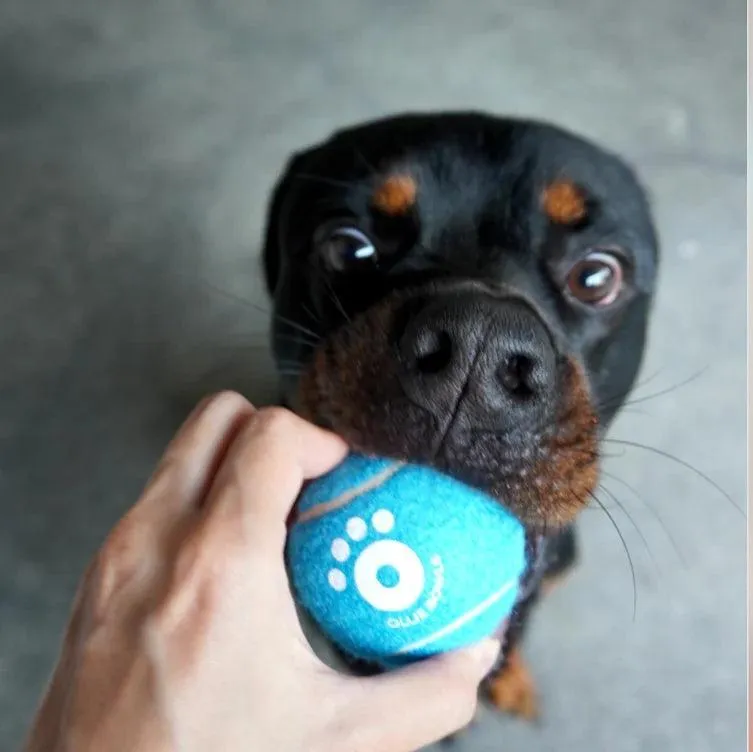 Ollie Balls